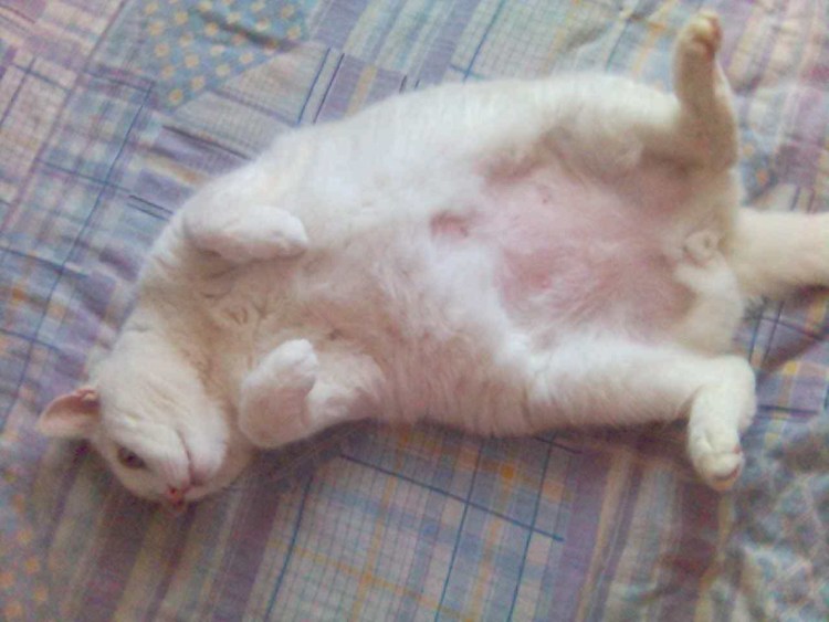 Кошачий животик