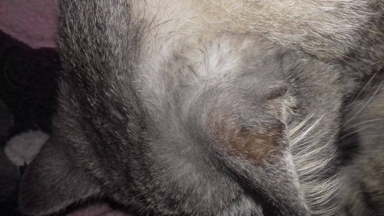 Самоиндуцированная алопеция у кошек