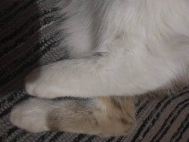 У кота лысеют лапки и пузо