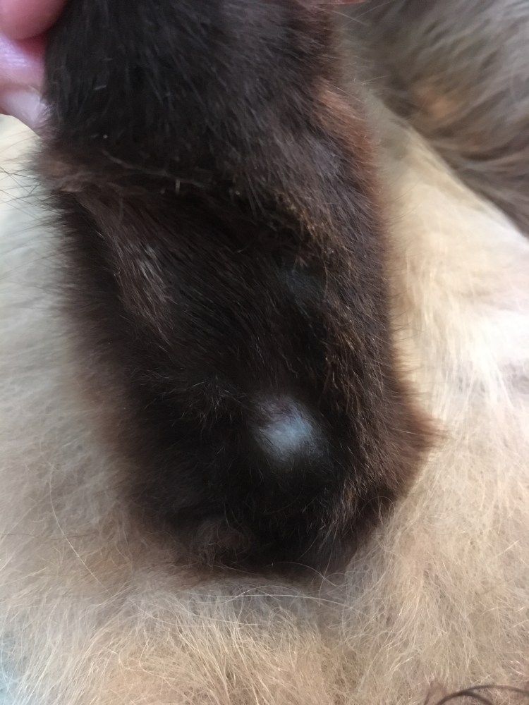 Пупырышек на животе котенка