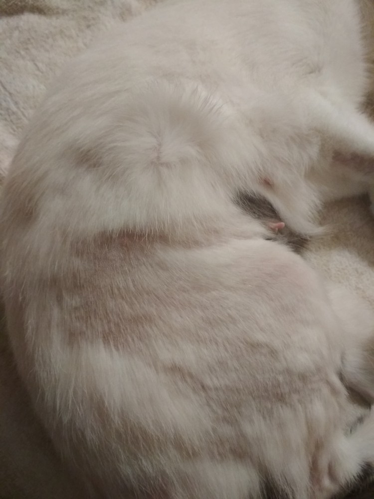 Апрельская кошка