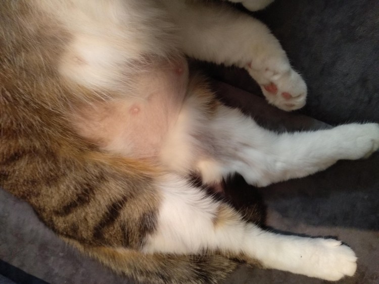 Коричневые пятна у кота на животе