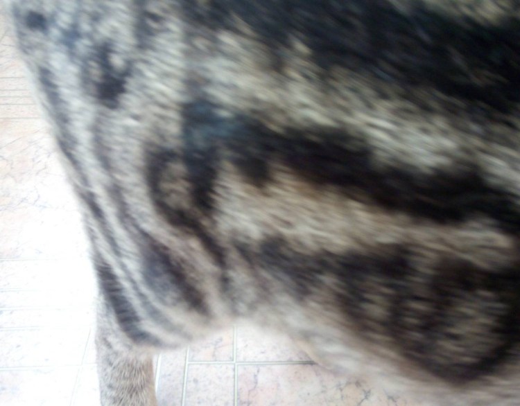 Кошка вылизывается до залысин