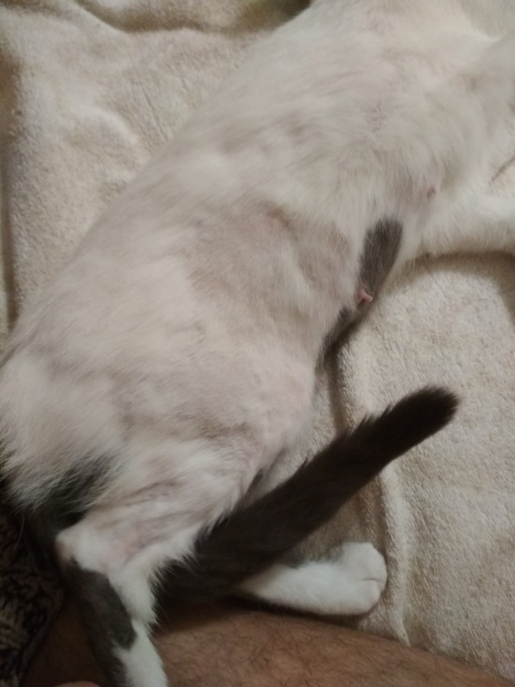 Лишайные проплешины у кошек