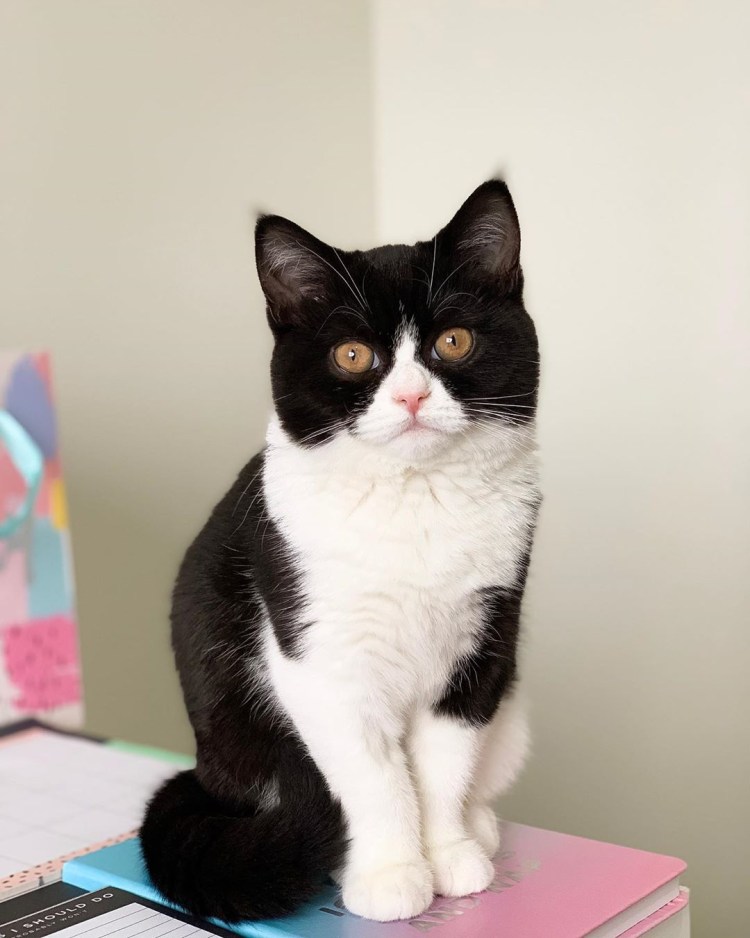 Сибирский кот биколор Арлекин