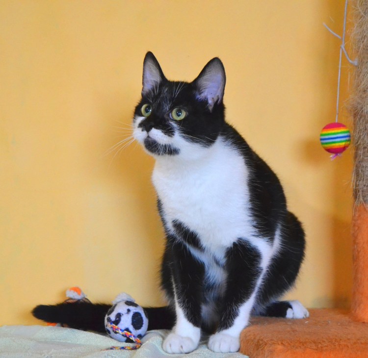 Хайленд фолд биколор