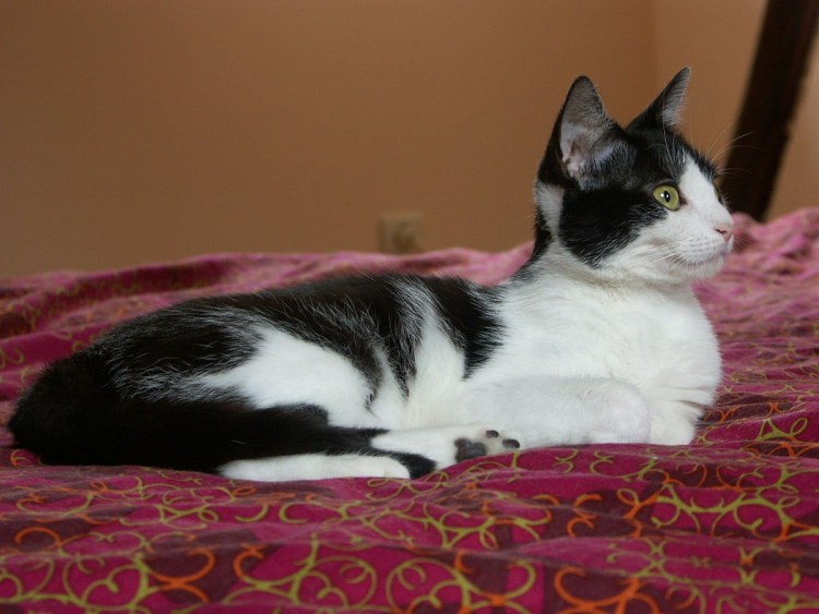 Биколор кот Владимирская область