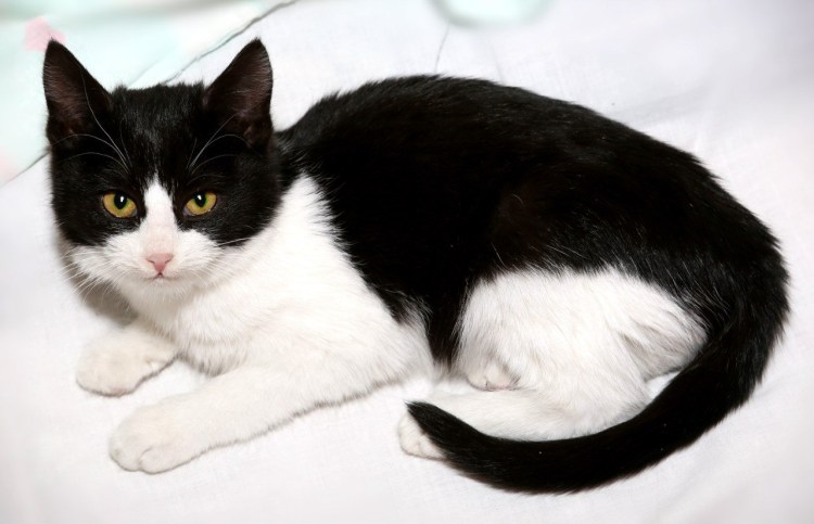 Британская кошка циннамон биколор