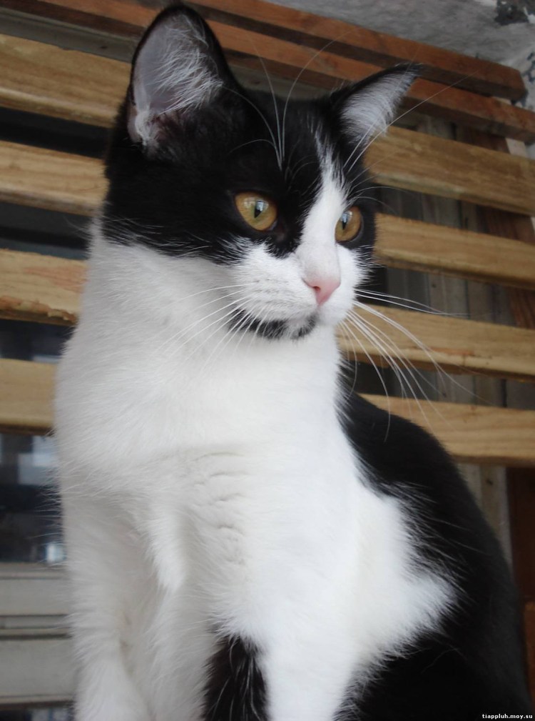 Длинношерстный британец биколор