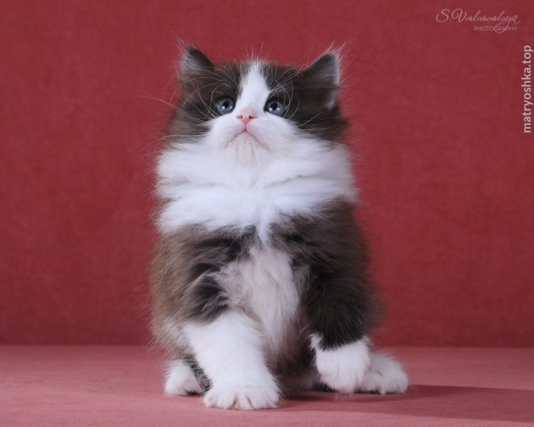 Черно белый короткошерстный кот