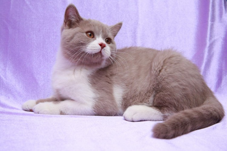 Норвежский Лесной кот биколор