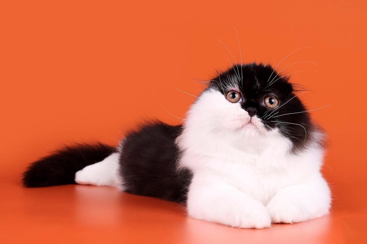 Британский кот лиловый биколор