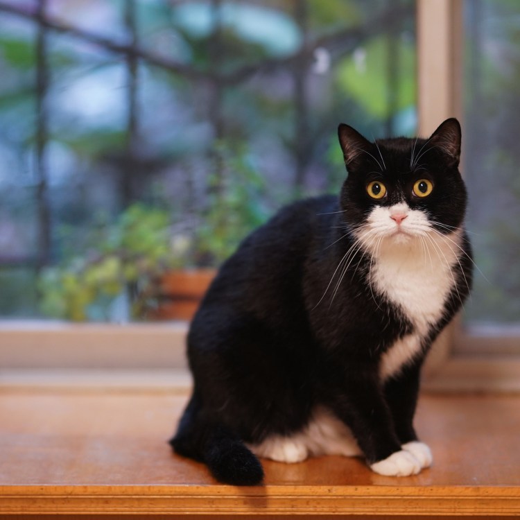 Самый необычный кот в мире