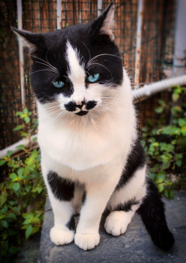 Мейн кун биколор