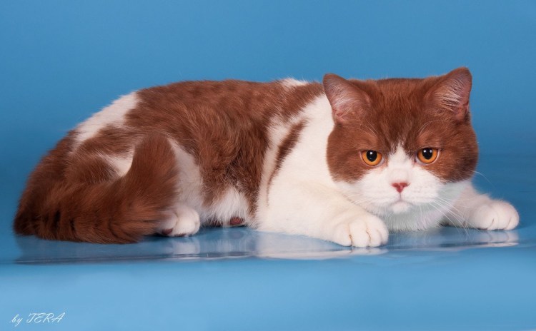 Сибирская биколор короткошерстная