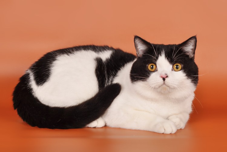 Британская циннамон биколор