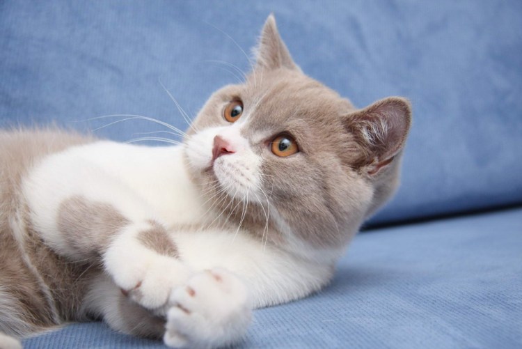 Европейская короткошерстная кошка черная