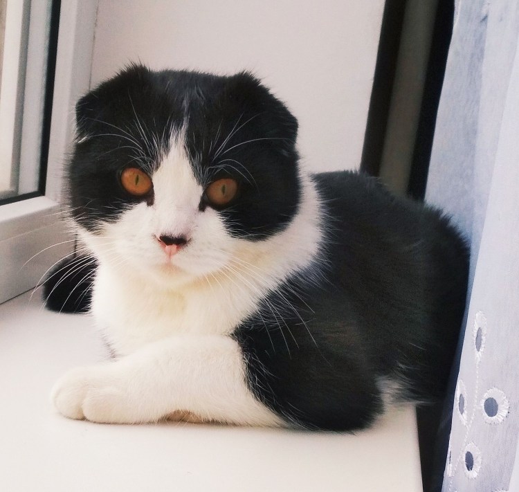 Сибирская биколор короткошерстная