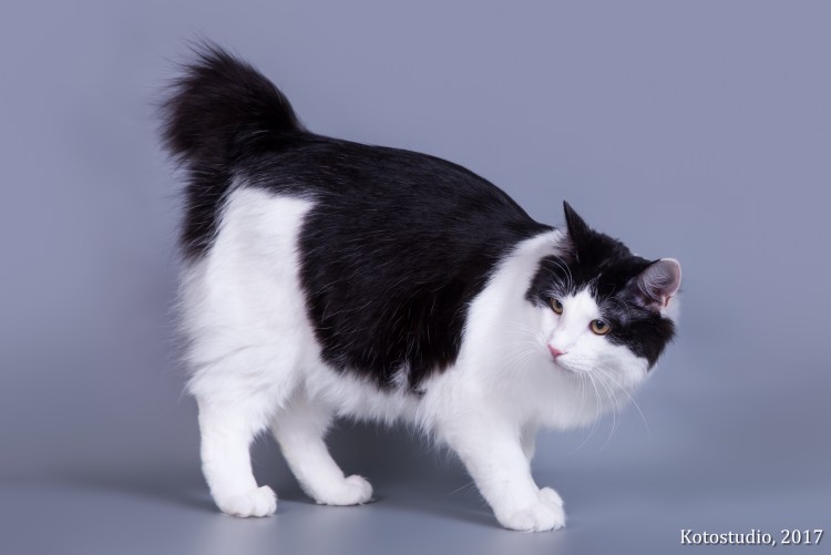 Японский бобтейл