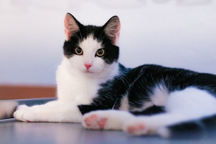 Биколор кошка