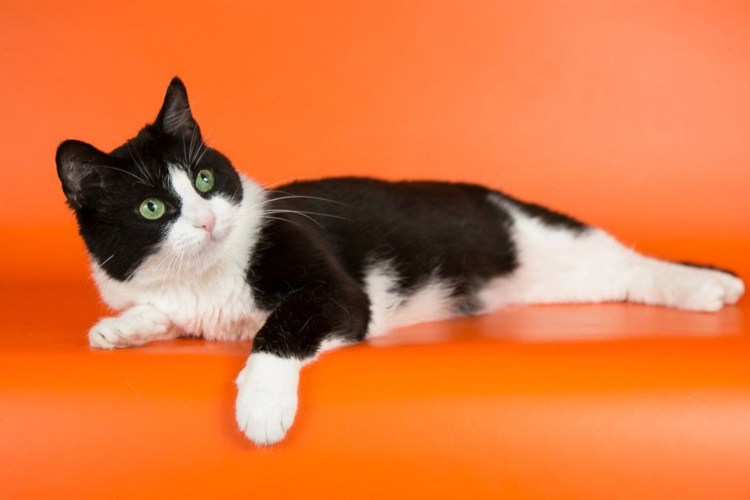 Сибирский кот биколор Арлекин