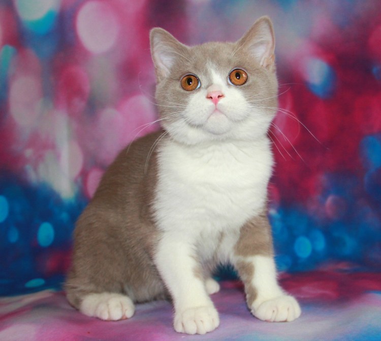 Сибирский кот биколор