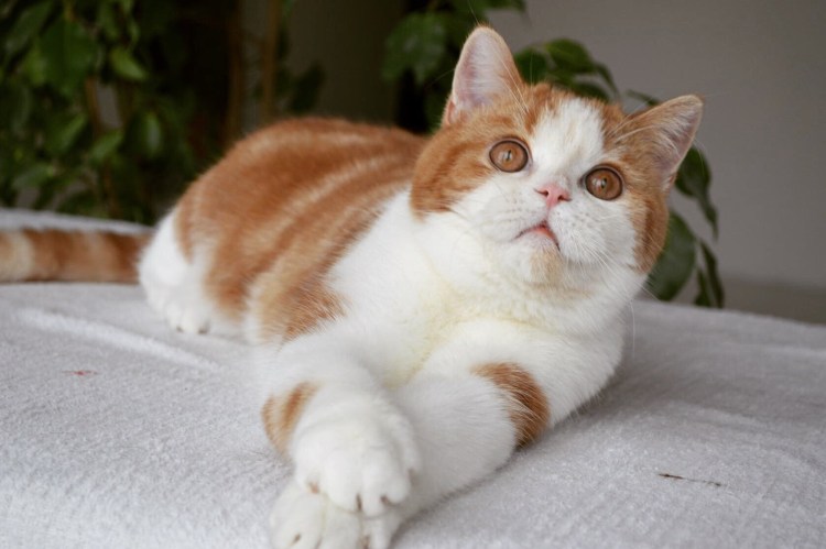 Рагамаффин черный