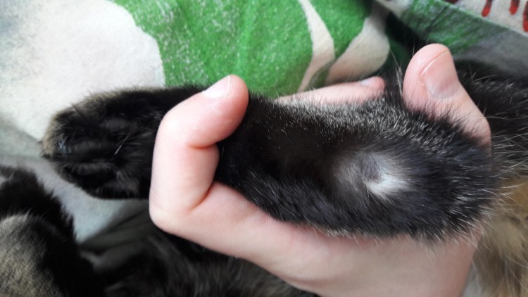 Залысина на ухе у котенка