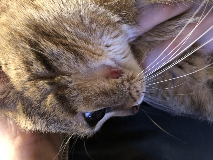 Перхоть на шерсти кошки