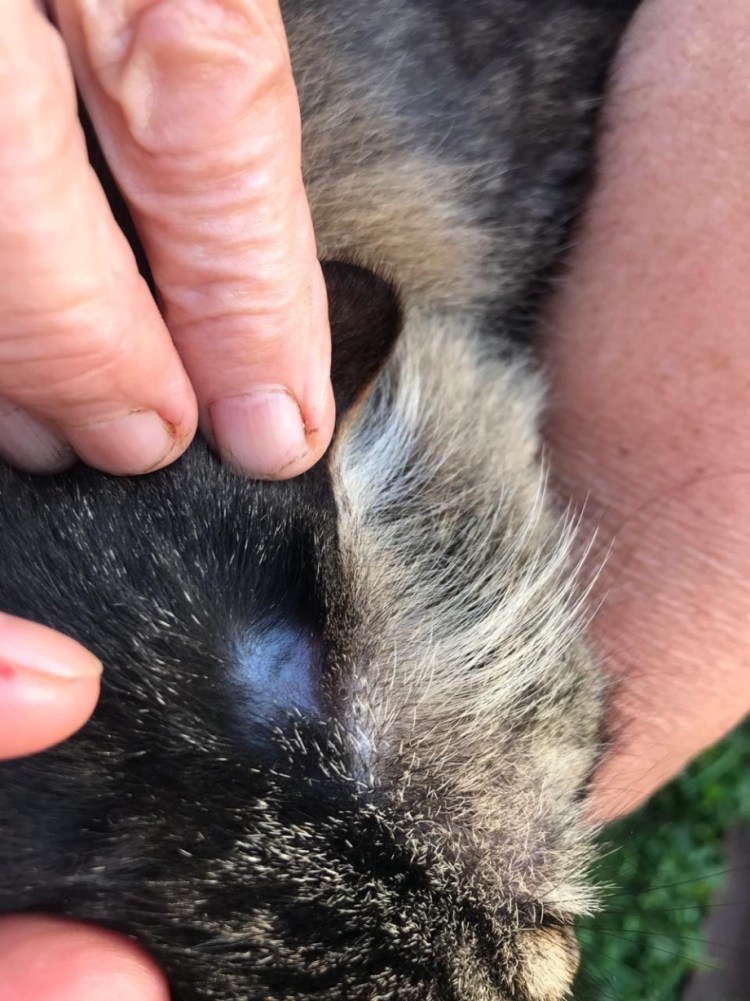 Проплешина на голове у собаки