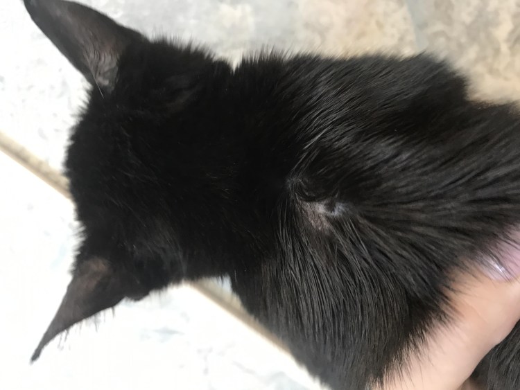 Корниш рекс облысел