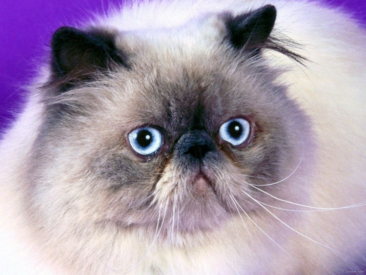 Экзот длинношерстный