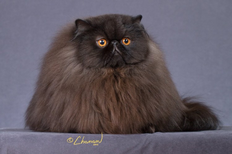 Рыжий персидский кот