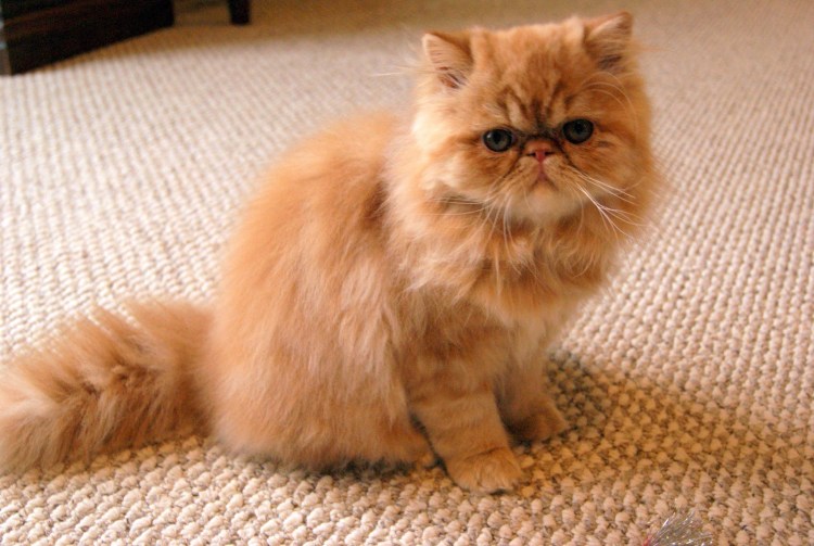 Рыжий персидский кот