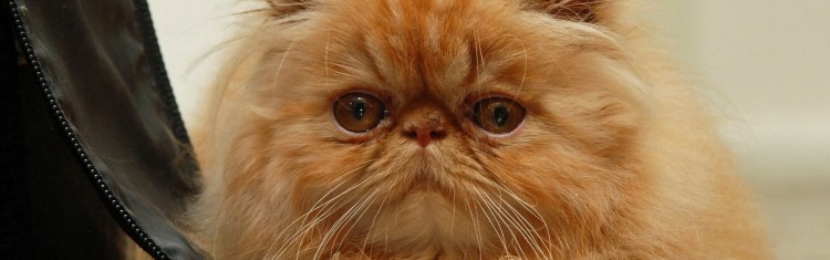 Гималайский перс колор Пойнт