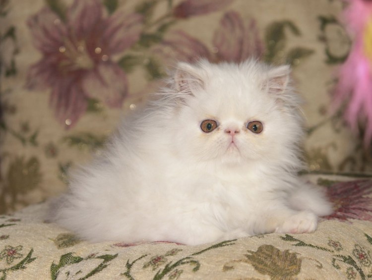 Персидская кошка экзот экстремал