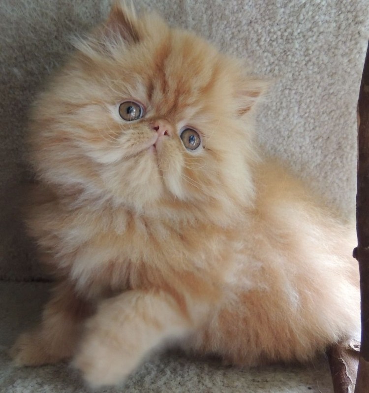 Экзот кошка