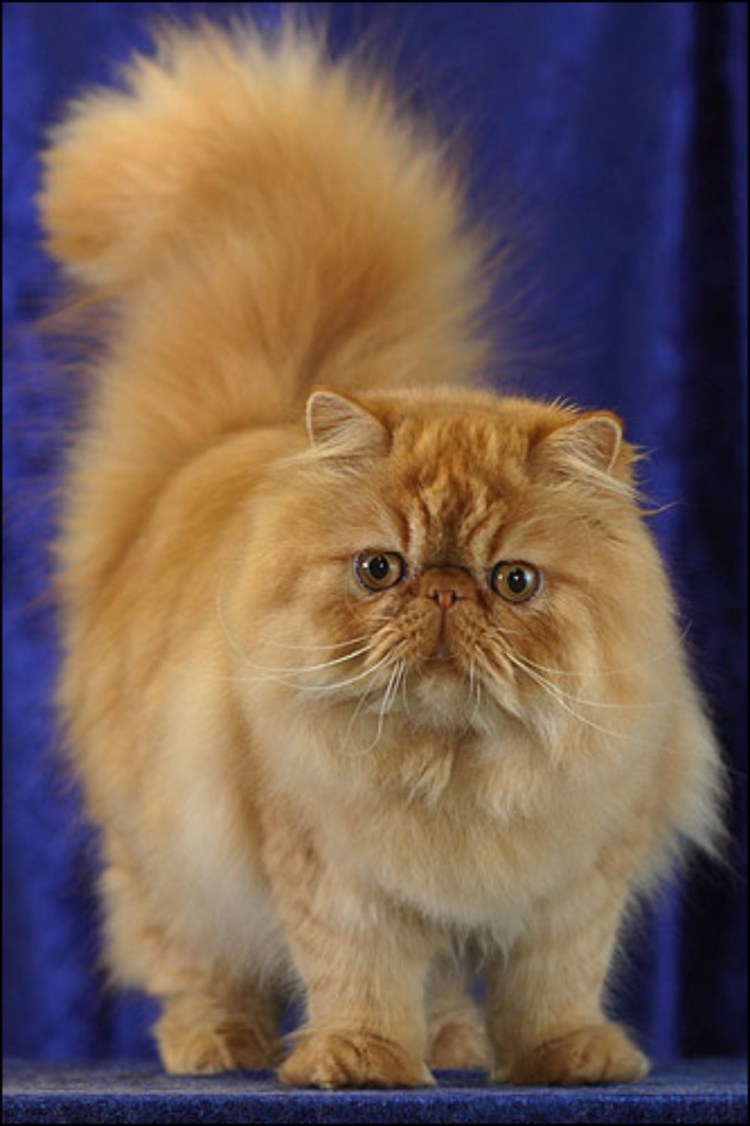 Экстремал кот порода