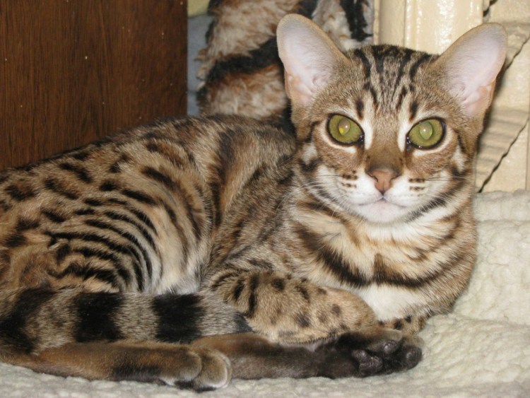 Абиссинец и бенгал метис