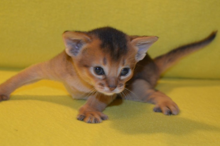 Абиссинская Ориентальная кошка