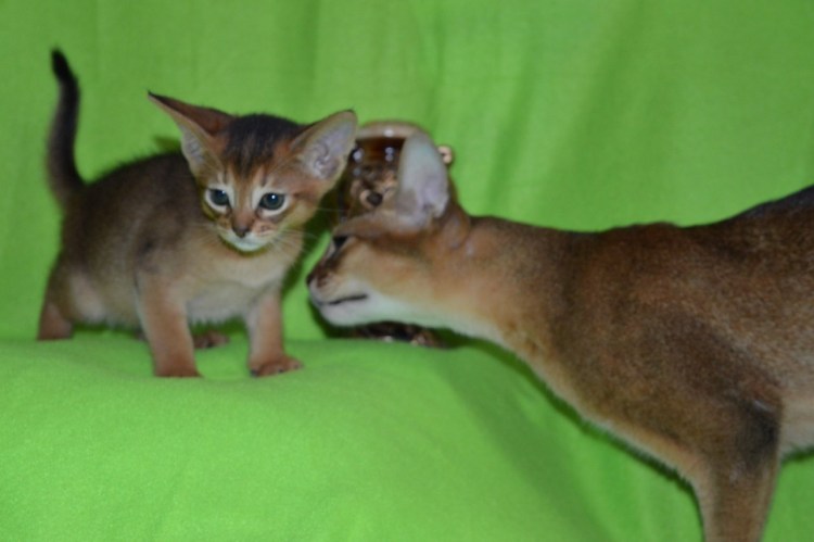 Бенгальский абиссинец