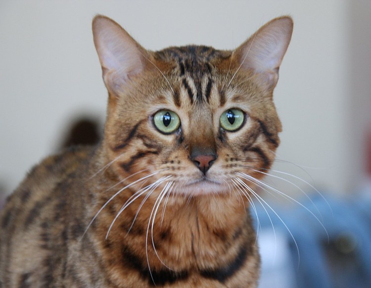 Метис бурманской и Абиссинской