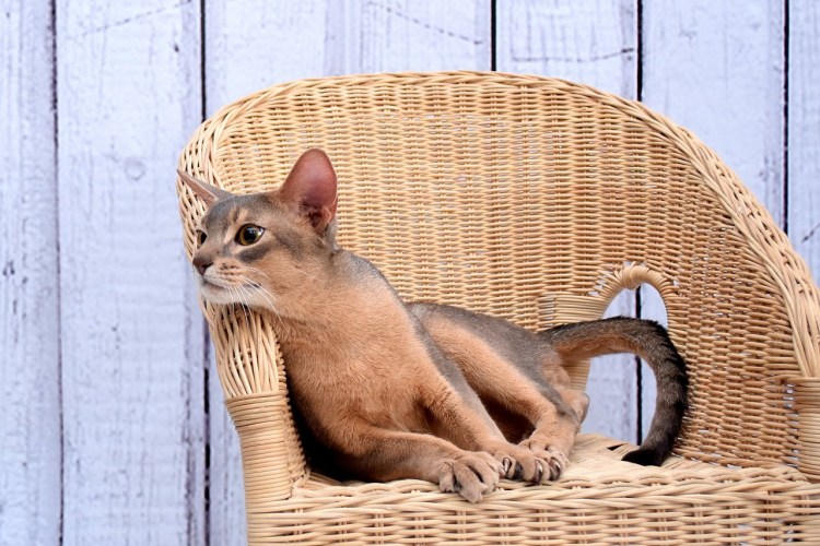 Метис бенгальской и Абиссинской кошки