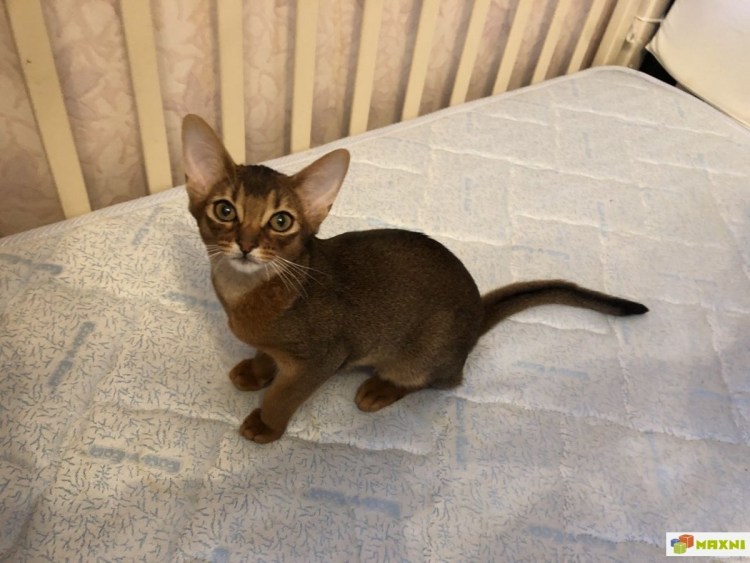 Абиссинские метисы