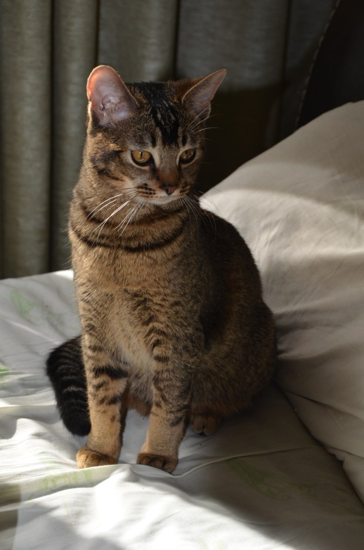 Смесь абиссинца и ориентала