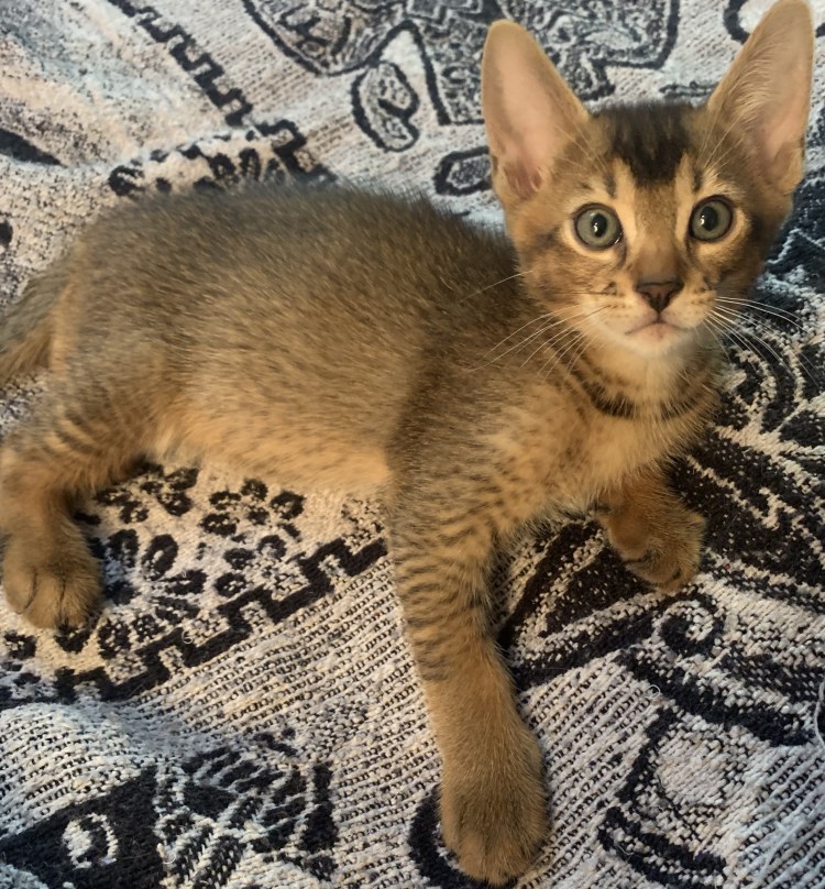 Абиссинская и Бурма