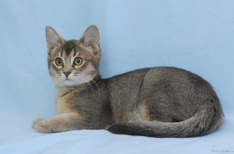 Ориентальная кошка или Абиссинская