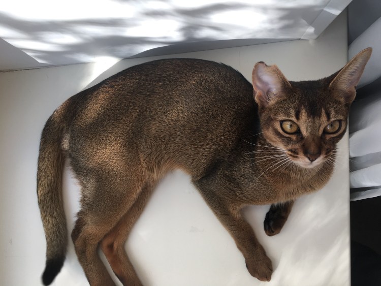 Абиссинская и Бенгальская кошка