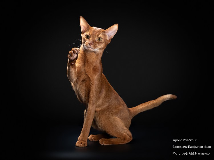 Абиссинская Бенгальская