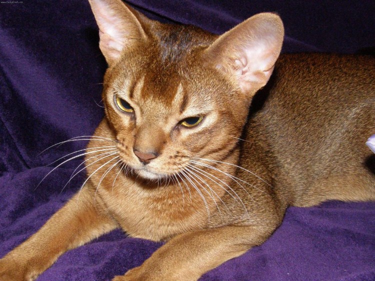 Абиссинская кошка